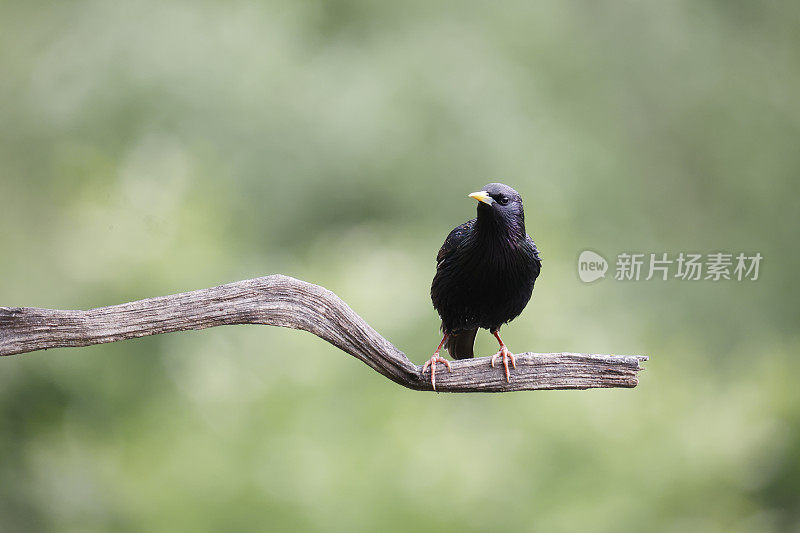 普通椋鸟(Sturnus vulgaris)